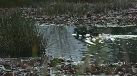 Ducks crossing pond Stock Footage 10979505
