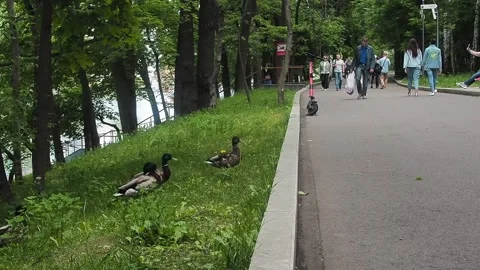 Ducks crossing the road on a green background.  Nature, Road Trip. Stock Footage 238442929
