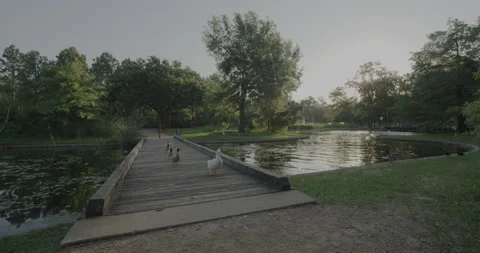 Ducks crossing a walking bridge over a canal in a park, early morning Stock Footage 149328875