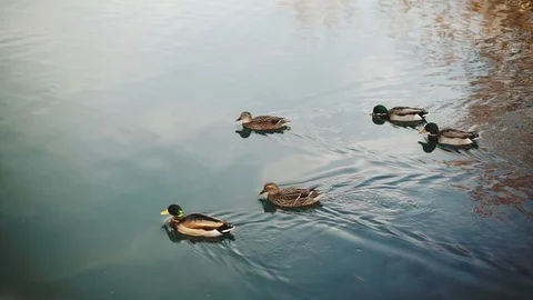 Ducks on the crystal clear water Video stock 89012587