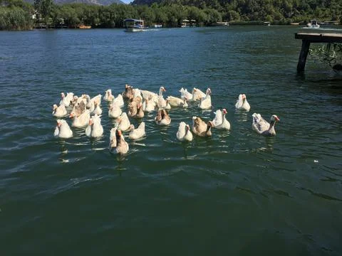 Ducks on Dalyan river Stock-Fotos