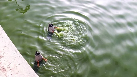 Ducks dancing on water Stock Footage 171535134