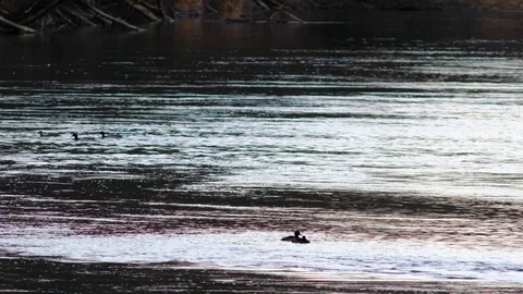 Ducks at the danube river Video stock 126756734