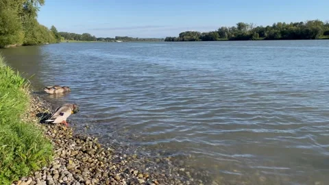Ducks at the danube river Stock Footage 228362742
