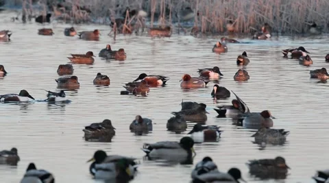 Ducks at dawn 스톡 동영상 61915400