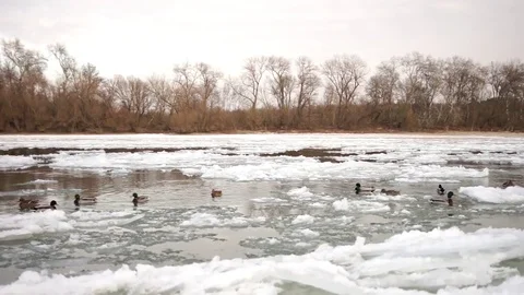 Ducks on debacle icy river Stock Footage 71499548