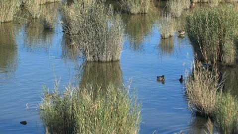 Ducks in Delta de l'Ebre, Spain Stockbeeldmateriaal 111159979
