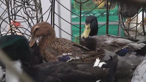 Ducks of different breeds in a cage Stock Footage 96485365