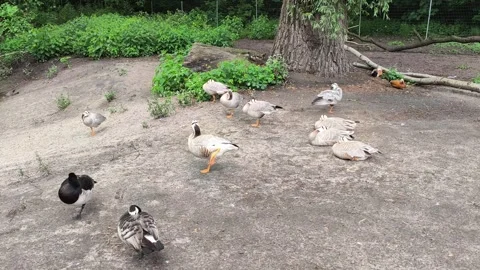 Ducks of different breeds on the shore of the lake Stock Footage 311577754