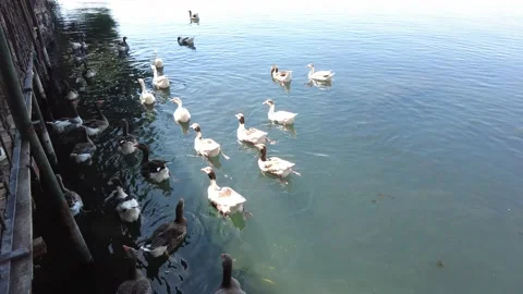 Ducks of different sizes and breeds swimming in the lake. Video stock 228890606