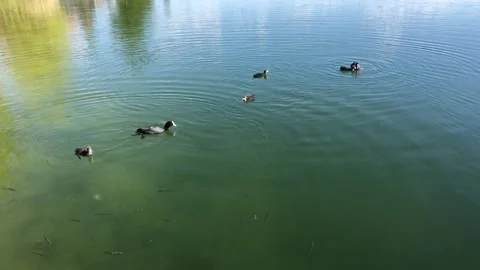 Ducks dive to feed their ducklings in a clear pond with fishes Stock Footage 132662252