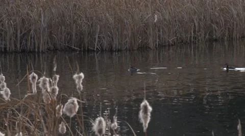 Ducks Diving and Dipping in Baum Lake Stock Footage 46732012
