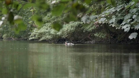 Ducks diving and flapping with their wings in a pond / lake in the forest Stock Footage 100106157