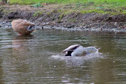 Ducks Diving and Foraging in a Pond Stock Photos