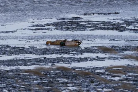 Ducks diving in dark waters Stock Photos