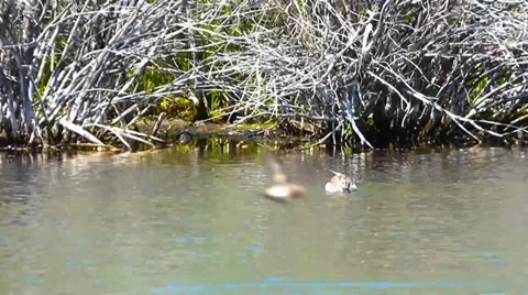 Ducks Diving for Fish Video stock 39647239