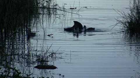 Ducks diving for food at dusk Stock Footage 39638131