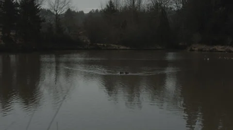 Ducks Diving Stock Footage 34370333