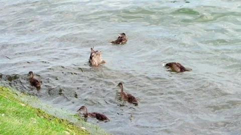 Ducks diving head-first into a lake and staying underwater Stock Footage 342498921