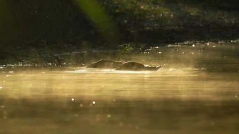 Ducks Diving in Misty Lake at Sunrise in 4K Slow Motion Nature Footage Video stock 337720410