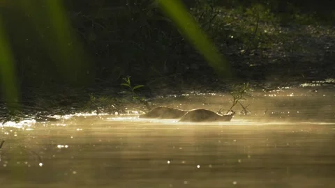 Ducks Diving in Misty Lake at Sunrise in 4K Slow Motion Nature Footage 库存影片 337720434