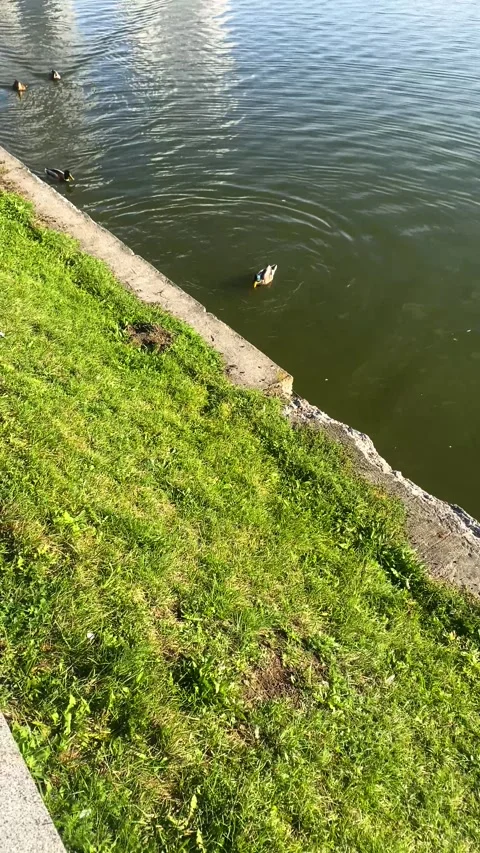 Ducks diving in the river. Vertical video  Stock Footage 289669304