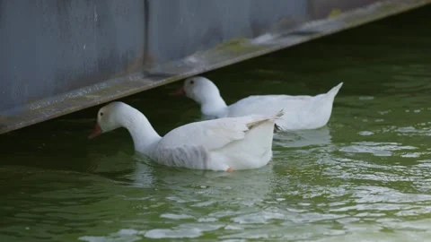 Ducks Diving Under Bridge Video stock 304740468