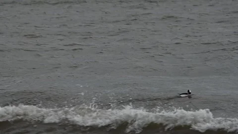 Ducks Diving Under The Waves Video stock 267178119