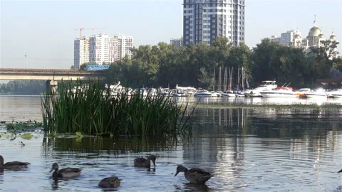 Ducks in the Dnieper, buildings and the metro. Stock Footage 127220249