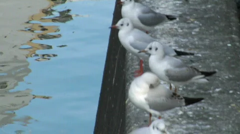 Ducks on a Dock Stock-Footage 298226