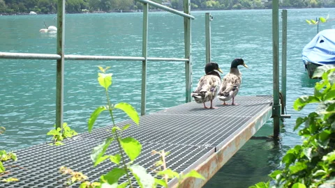 Ducks on dock Stock Footage 271662538