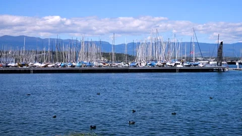 Ducks on the Dock, Lake Geneva, 4K Stock Footage 211771888