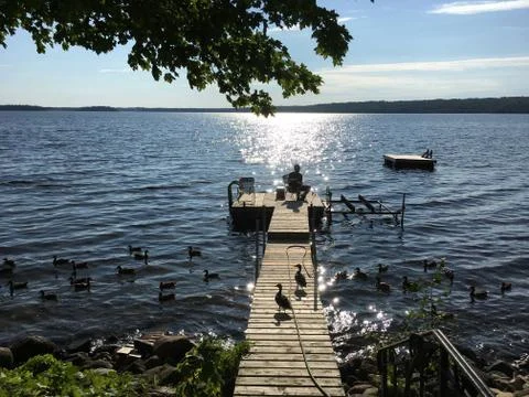 Ducks on the dock Foto stock
