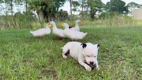 Ducks &amp; dog Stock Footage 270982766