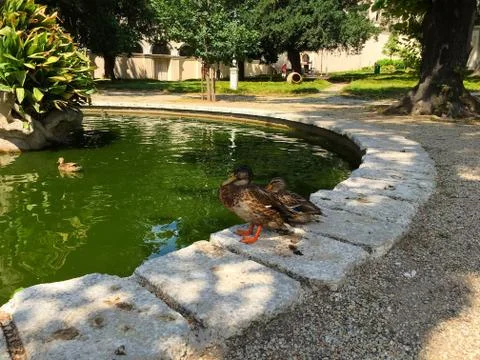 Ducks of Dolmabahce Palace Stock-Fotos