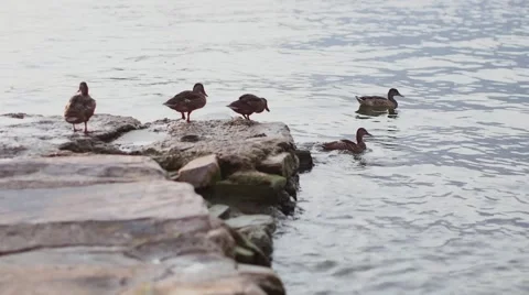 Ducks down into the water off the stone pier Stock Footage 56377664