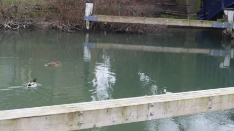 Ducks Drifting On Water Throught Shot Stock Footage 150399026