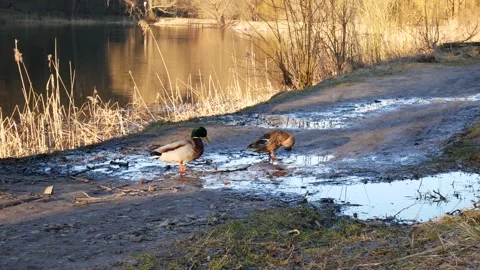 Ducks drink Stock Footage 139721799