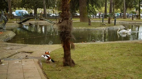 Ducks drink some water from the stream. Stock Footage 112376705