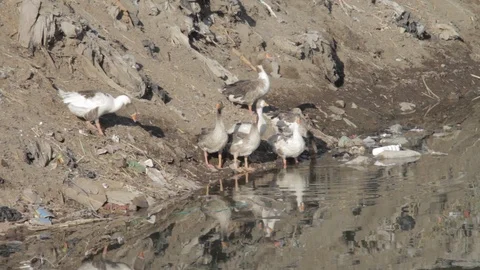 Ducks drink water in trash-filled lake Egypt Video stock 90918901