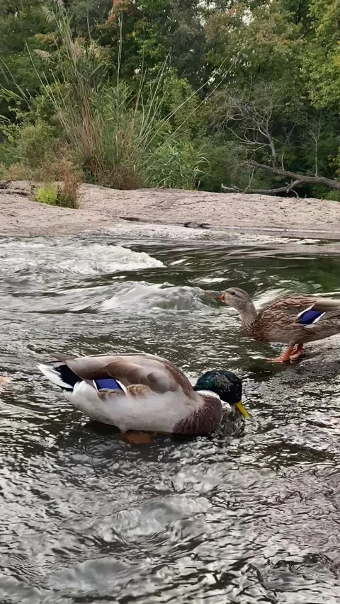 Ducks drinking and swimming in river, close-up medium shot Stock Footage 317112635