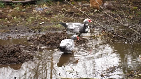 Ducks drinking dirty water that is between the mud Stock Footage 256856948