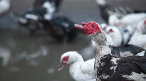 Ducks drinking Stock Footage 53810102