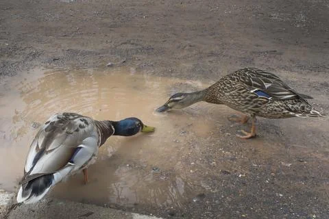 Ducks drinking from a muddy puddle Stock-Fotos