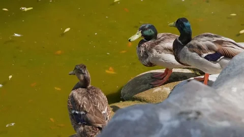 Ducks drinking from pond water on mossy rock Stock Footage 345701224