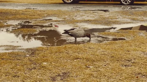 Ducks drinking in water Stock Footage 151613655