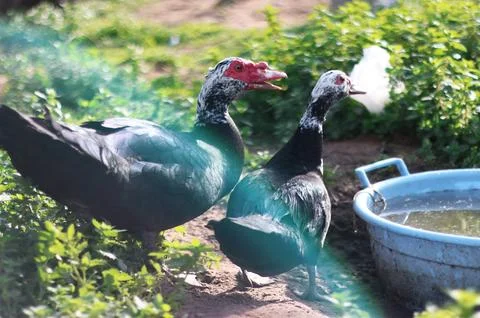 Ducks drinking water Stock Photos
