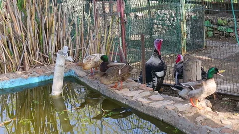 Ducks drinks water Stock Footage 98086176