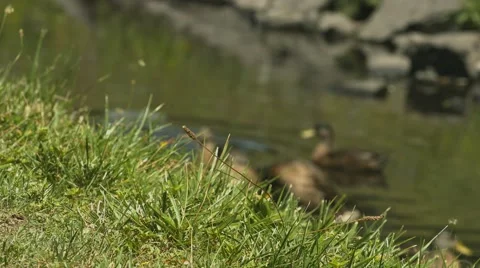 Ducks at a Duck Pond - Rack Focus Stock Footage 40974030