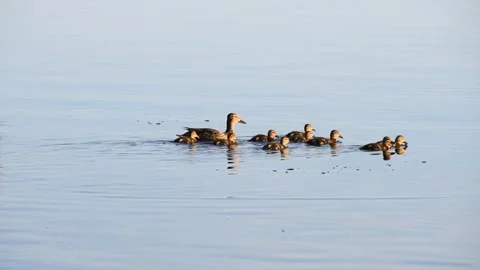 Ducks with ducklings Stock Footage 243755188